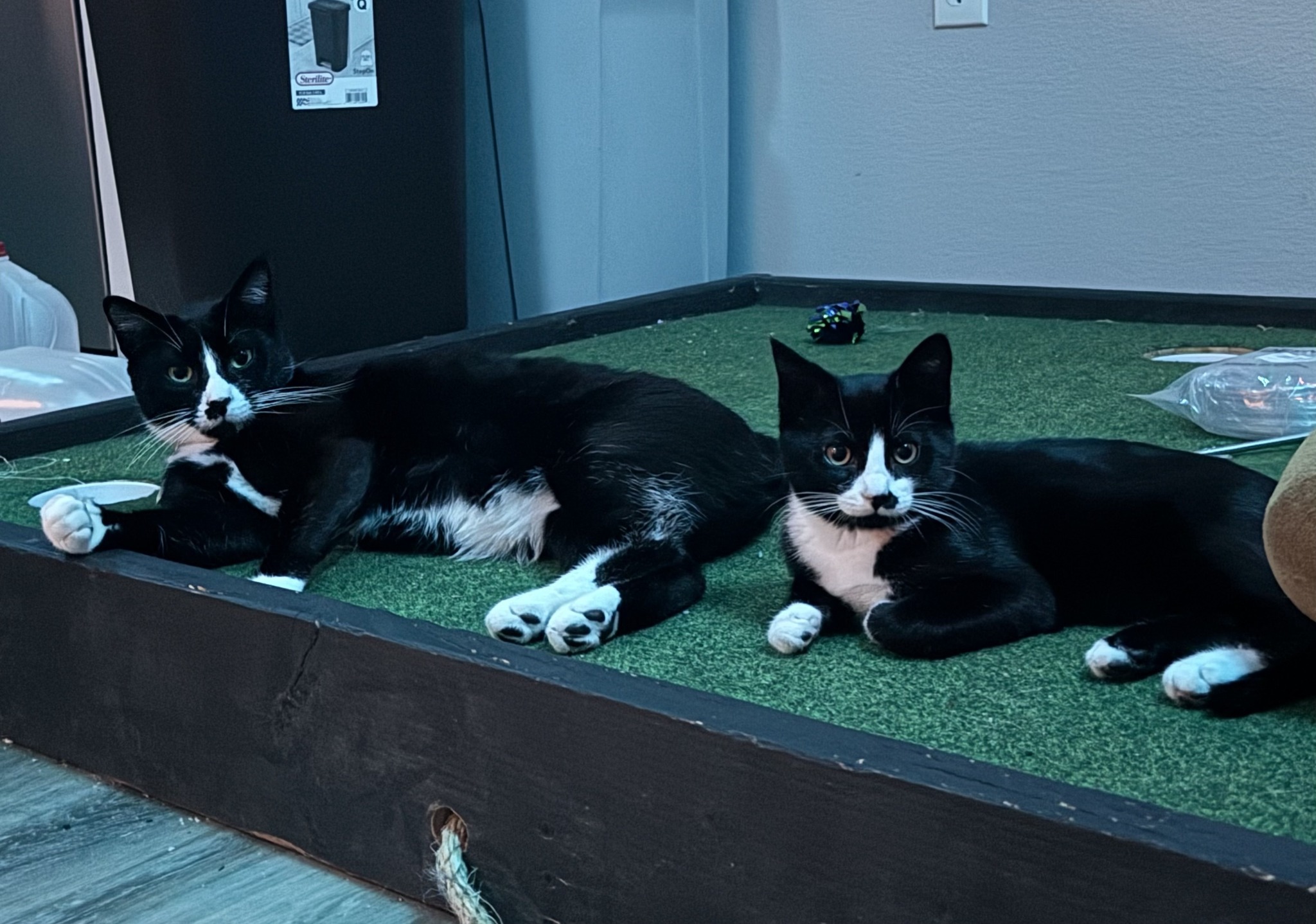 Two black-and-white OriginalCrafty cats relaxing together