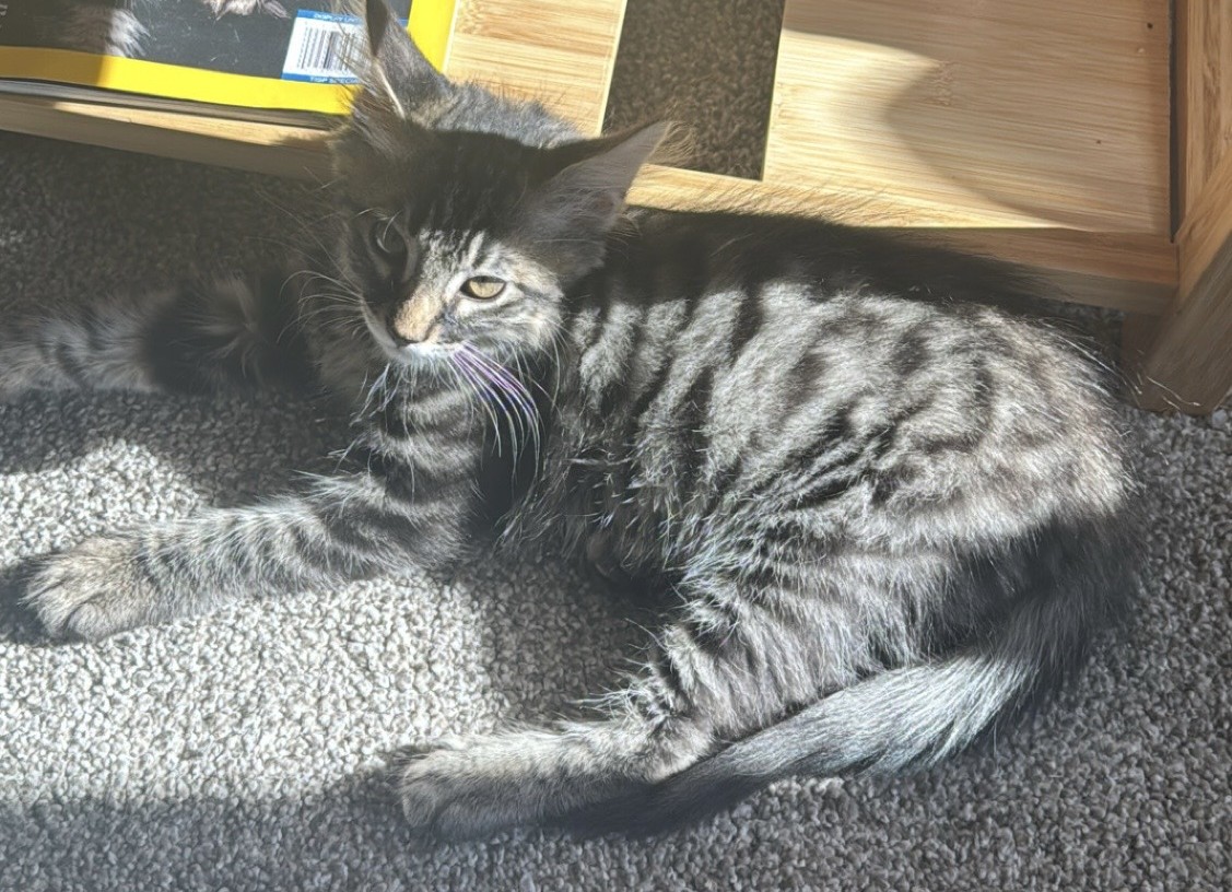A fluffy tabby OriginalCrafty cat relaxing in the sunlight