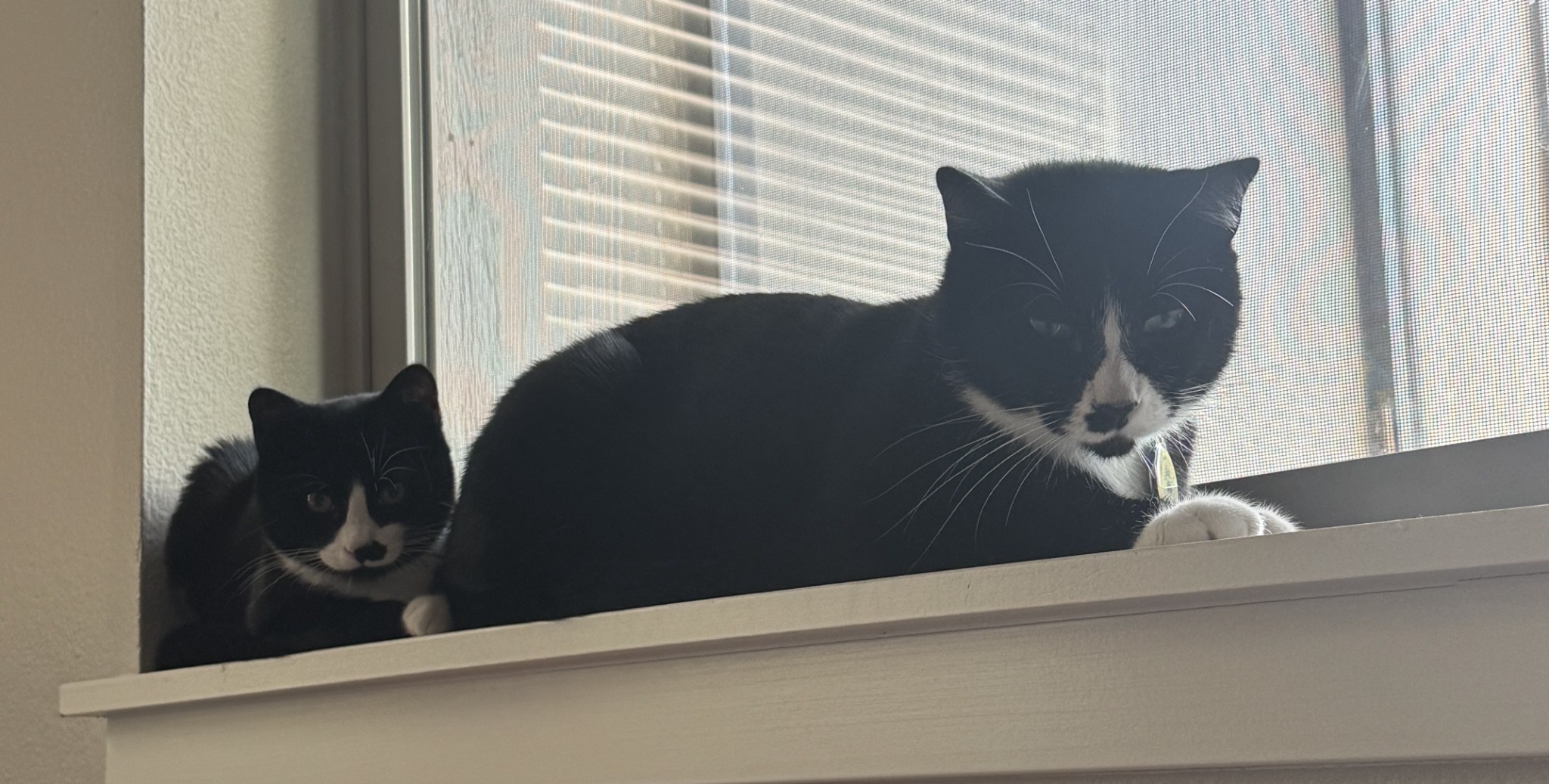Two black-and-white OriginalCrafty cats sitting together by a window